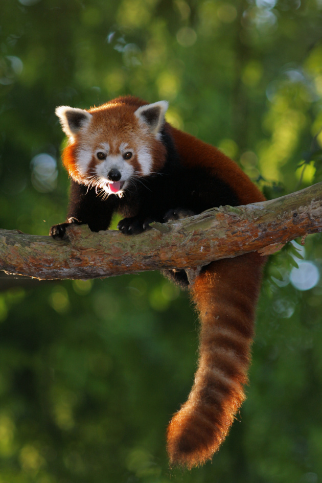 panda cervena zoo jihlava