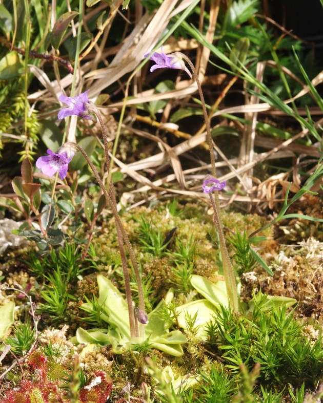 Pinguicula vulgaris 150506